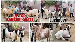 U.P top Barbari Goats of Sajid Bhai | Bakra Eid 2022 | Heaviest Goat series | UP Goat Farm | Lucknow