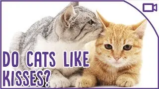 How to Show Your Cat Affection! - Do Cats Like Kisses?