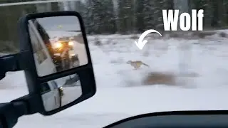 Rare Video Of Wolf Chasing Deer
