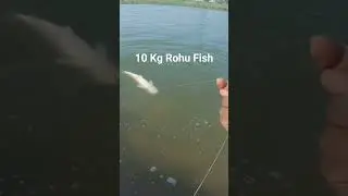 10Kg Ka Rohu Fish Pakada ll 10 Kg Of Rohu Fish Catching