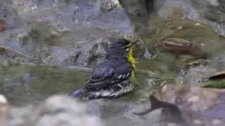Adelaide&rsquo;s Warbler taking a bath.