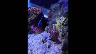Amazing Angler Fish!