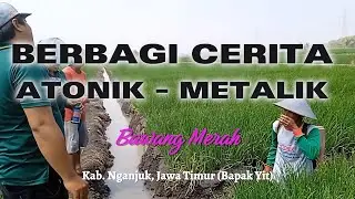 Atonik & Metalik - Penyemprotan Bawang Merah Untuk mendapat Popor yang Besar & Daun yang Tebal