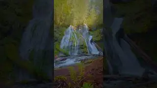 An incredible mossy cliffside waterfall deep in the forest 😍 #nature