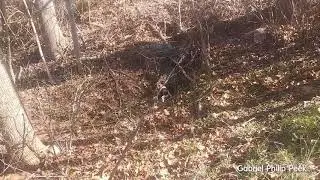 Jack Russell beagle mix hunting bobcat.