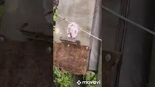 Поймал рой ос...