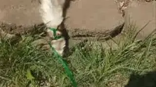 Help Legalize Ferrets in California