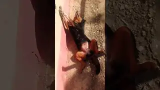 🤣😠 cuteanimal #puppy# comedy# pets# short