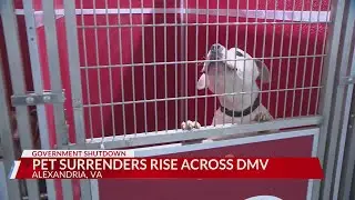 Pet surrenders rise across DMV amid government shutdown