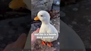 Fun Duck fact! 🦆 #shorts #quack