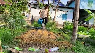 Growing Organic Okra | ដាំពោតបារាំងទុកហូបខ្លួនឯង ធម្មជាតិ100%