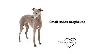 Top 5 Italian Dogs - Dog Grooming Salon Chicago