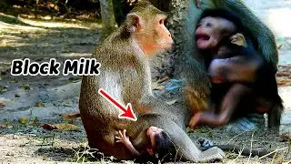 Break Heart...Horrible mom Anna torture & sit on baby Annisa to block milk, Pity Annisa cry so loud