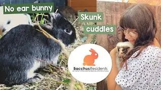 Adopting Rabbits? Visiting Bacchus residents rescue | VLOG