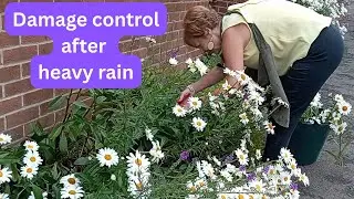 Wind and rain damage to the borders - what to do with 100 Ox-Eye Daisies 😁(Leucanthemum)