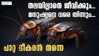 Cockroach live without Head | പാറ്റകള്&zwj;ക്ക് തലയില്ലാതെ  ജീവിക്കാനുള്ള കഴിവും  ഉണ്ട്