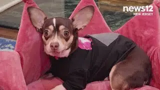 7-pound Chihuahua back home after spending 3 days lost in the cold in New Jersey