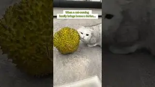 Bought durian, got a furball instead#cute #funny #cuteanimals #petlife #interesting #cat