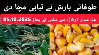 Maize rate today // maize price today okara mandi Punjab// Today maize price 05.10.2025