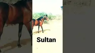 Stallion Sultan.                          Dev darbar line