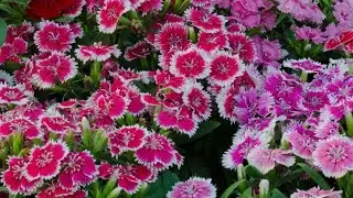 Dianthus care tips for heavy blooming// how to save dianthus plant #winter flowering plant