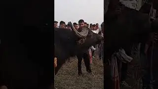 Morigaon Moh Juj 2023 | buffalo fight