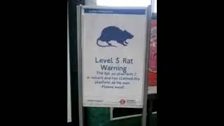 Rat Horde
