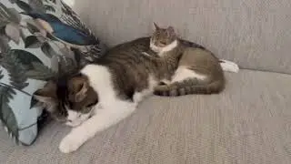 Kat en kitten slapen samen