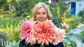 DAHLIA TOUR | HD version | Big, beautiful flowers everywhere!