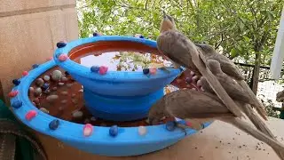 Save Birds From Summer Heat | Water Feeder For Birds | Little Conversations | #shorts