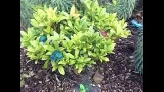 Solar Butterflies & Birds @ Ancient Wisdom
