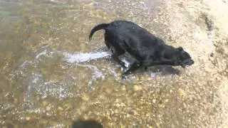 Overmax Activecam 02 dog-in-the-water test 1080p