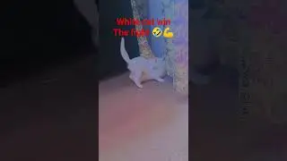 white cat win the fight 😤😲💪🤣#uk #catlovers