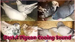Best 4 Male Pigeon Calling Female Pigeon || Pigeon Crying Cooing Sound || Pigeon Sound