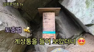토종벌 계상 시기는 밀원이 말해준다👈 계상통에 무게가 정말 🤫
