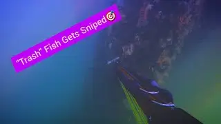 These Fish are Great for Target Practice!!!!***NJ Spearfishing Cunner