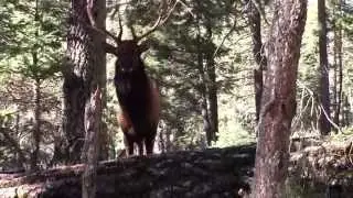Bull elk at 3 yards. Close encounter.