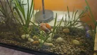 Aquatic Snails Review (Gold Inca and Zebra Nerite snails)