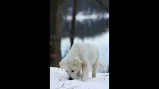 Lonely cute puppy Clip 51 #puppy #dog #cute #lonely