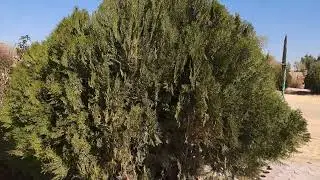 Park views