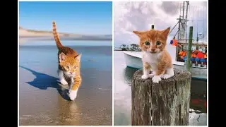 Знакомьтесь, Марлин! Этот плавающий, любящий океан и катающийся на лодке кот, который считает себ...