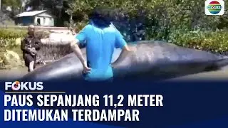 Paus Sperma Sepanjang 11 Meter Ditemukan Mati Terdampar di Majene, Diduga Luka Akibat Karang | Fokus