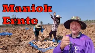 Nachtrag zur Maniok Ernte in Thailand im Isaan! Ein weiterer Besuch bei meinem Freund