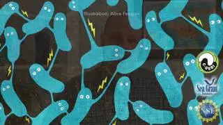 15 Second Science -  Bacteria with power