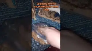 It's true.. I use Teeth to build houses for rodents