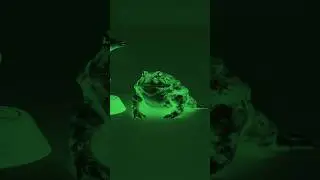 Frog Night Vision Vs Wolf Night Vision