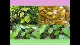 🌿 Endangered Plant Species in Sri Lanka - Episode 01