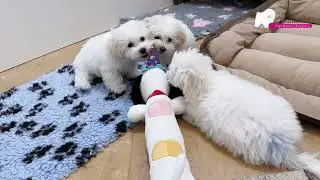 Bolognese Puppies 