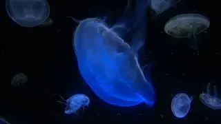 Calming jellyfish : parvenir &agrave; un &eacute;tat de conscience modifi&eacute; #relaxing #music #nature #beautiful