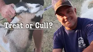 To Treat or Cull A Sick Goat | Farm Update | Kiko Goats